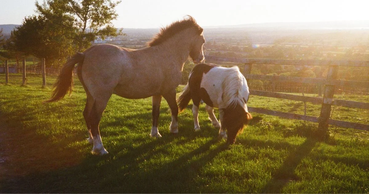 horses gloucestershire, conscious dance retreat, uk