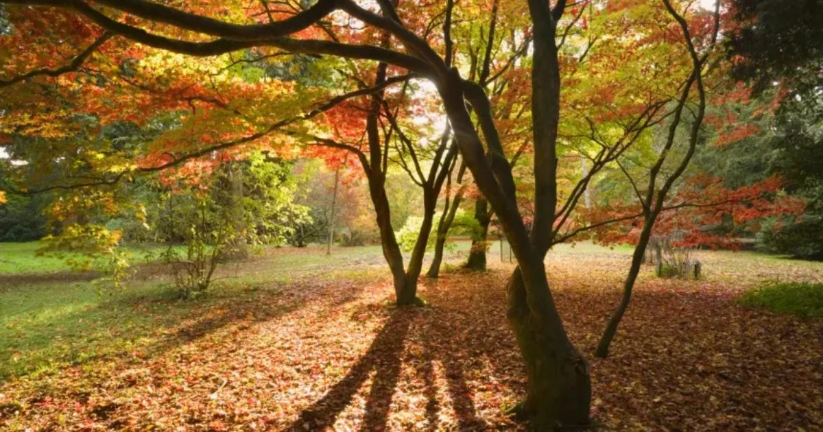 autumn forest, gloucestershire, somatic dance retreat